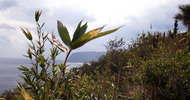 八丈島