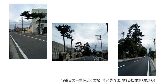 小田原宿 松並木