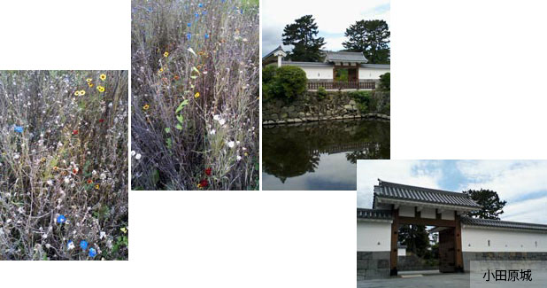小田原城