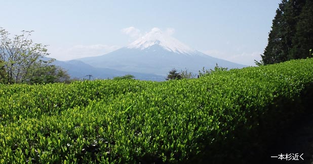 箱根一本杉近く