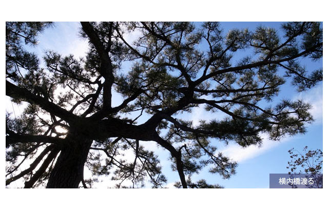 22.藤枝 - 痛む足を騙し騙し歩く