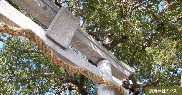 須賀神社のクス