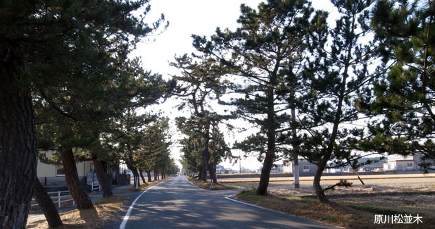 原川松並木