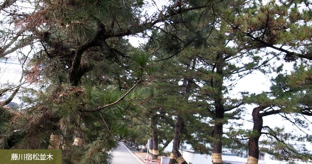 藤川宿松並木