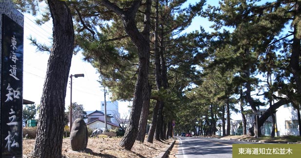 知立の松並木