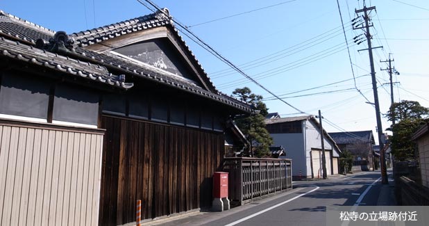 朝日町のエノキ