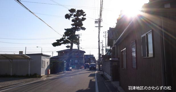 羽津地区のかわらずの松