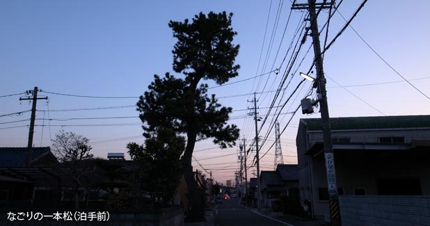 名残の一本松（泊の手前）