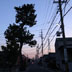 名残の一本松（泊の手前）