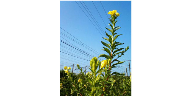 線路沿いの月見草。
